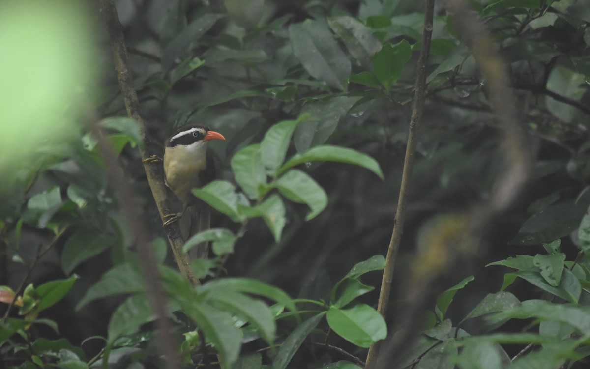 Brown-crowned Scimitar-Babbler (albogularis Group) - ML584536851