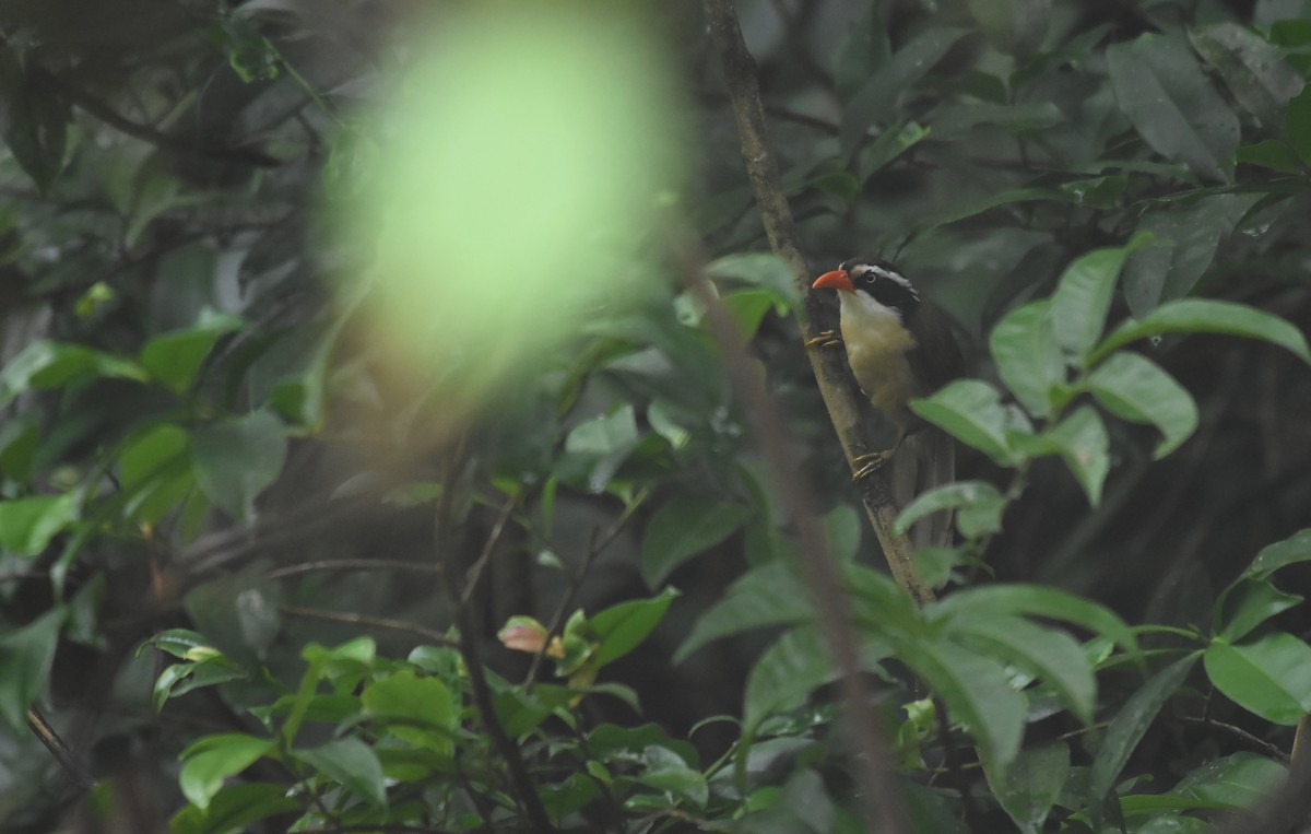 Brown-crowned Scimitar-Babbler (albogularis Group) - ML584536861