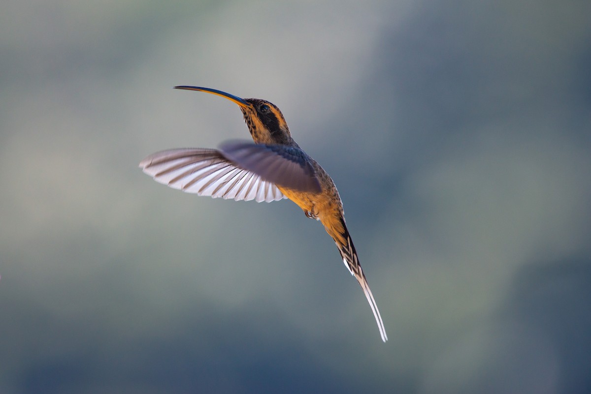 Scale-throated Hermit - ML584537551