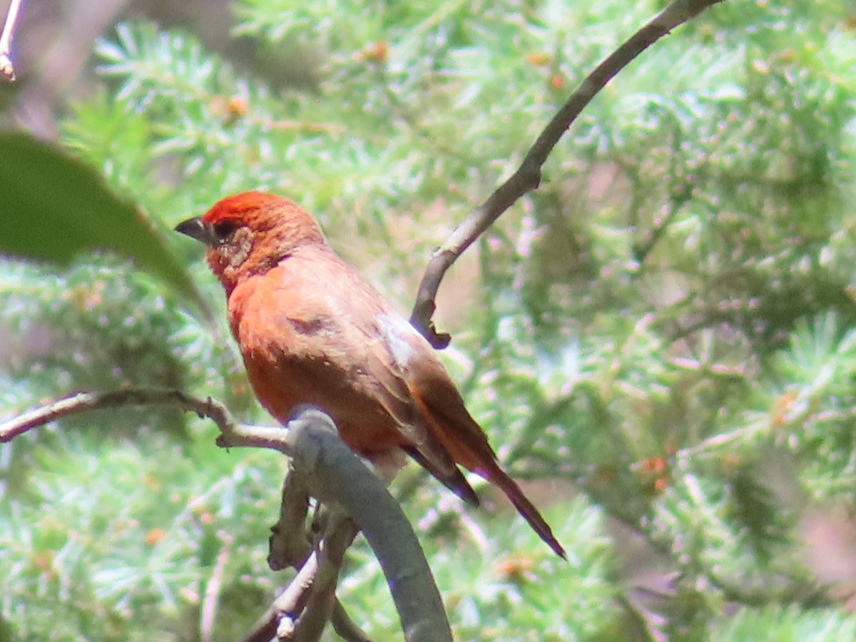 Hepatic Tanager - ML584538471