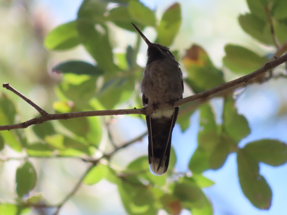 Blue-throated Mountain-gem - ML584538811