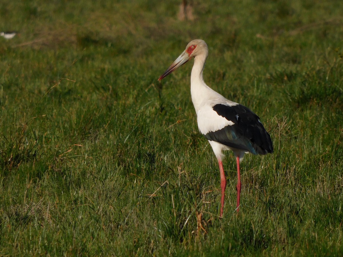 Maguari Stork - Marcelo Juani