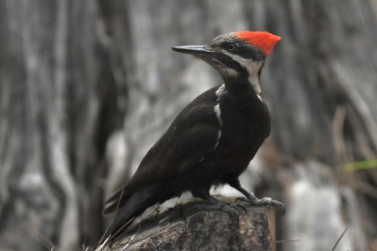 Pileated Woodpecker - ML584539671