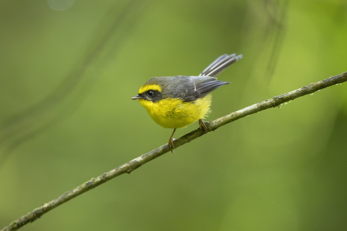 Yellow-bellied Fairy-Fantail - ML584539981