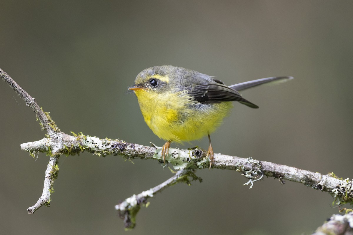 Yellow-bellied Fairy-Fantail - ML584540031