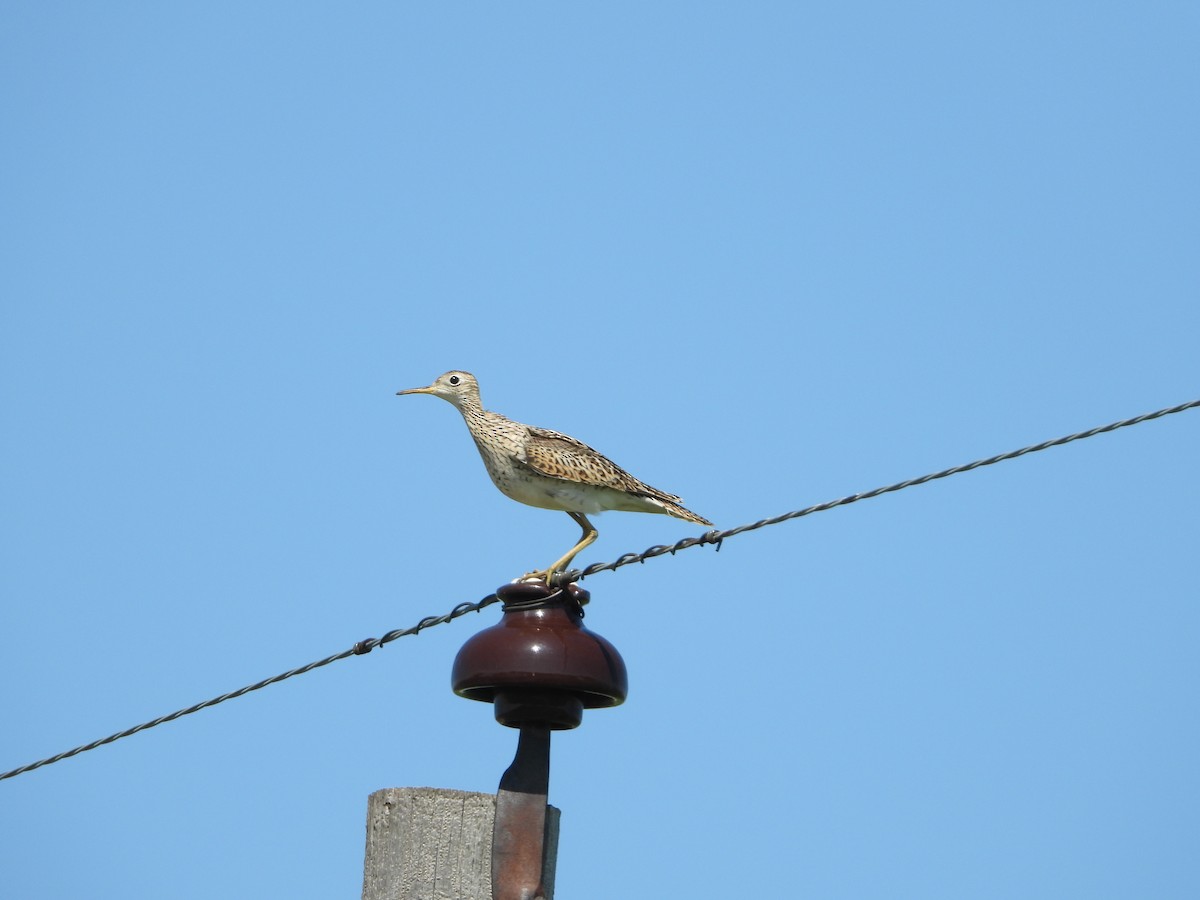 Upland Sandpiper - Carson Kearns