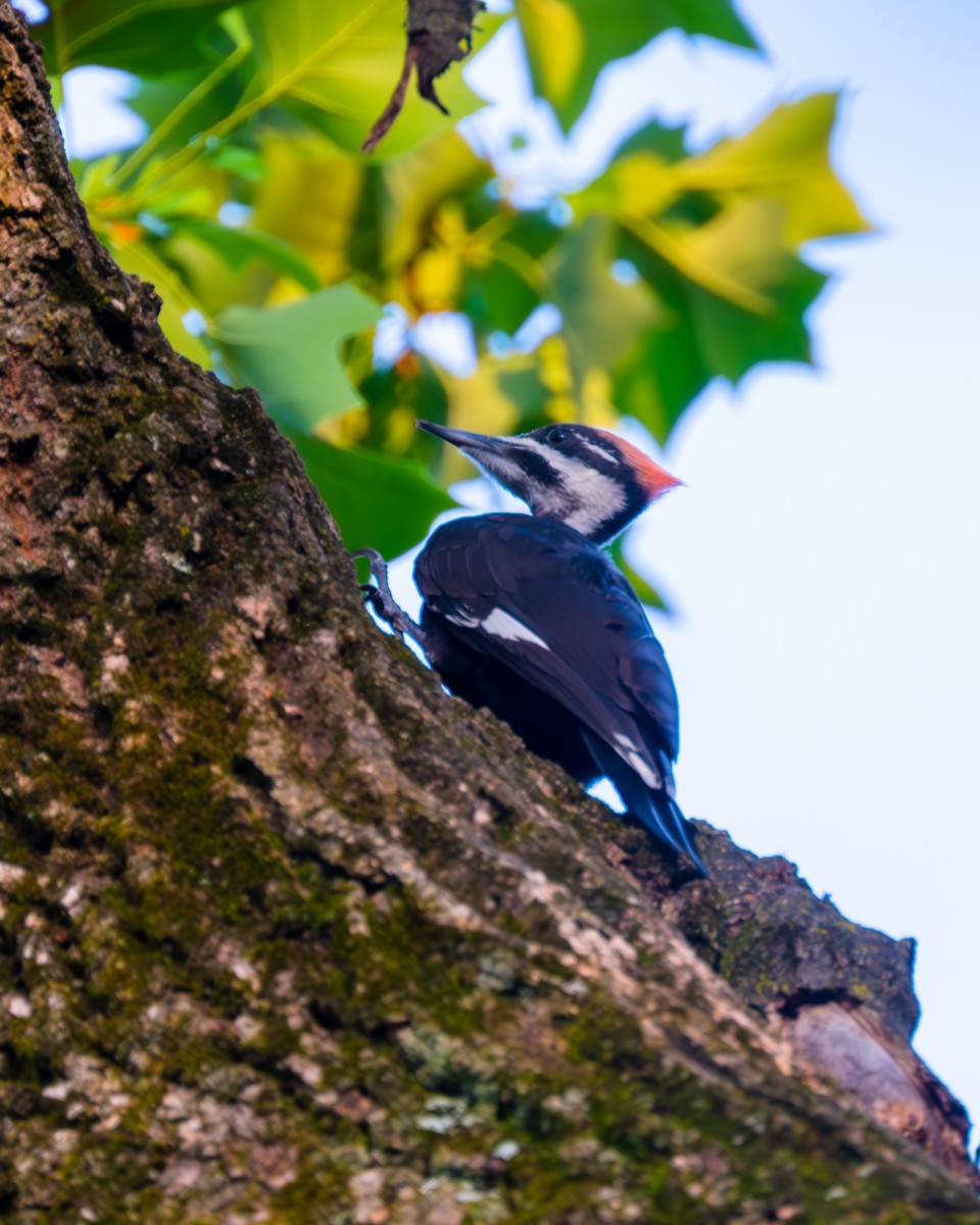 Pileated Woodpecker - Peter Rosario
