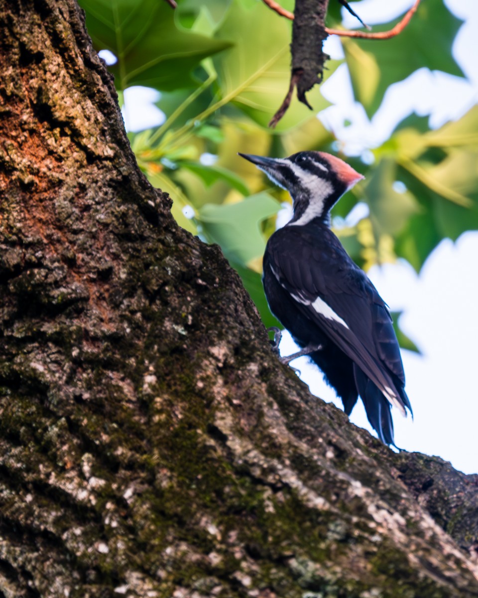 Pileated Woodpecker - Peter Rosario