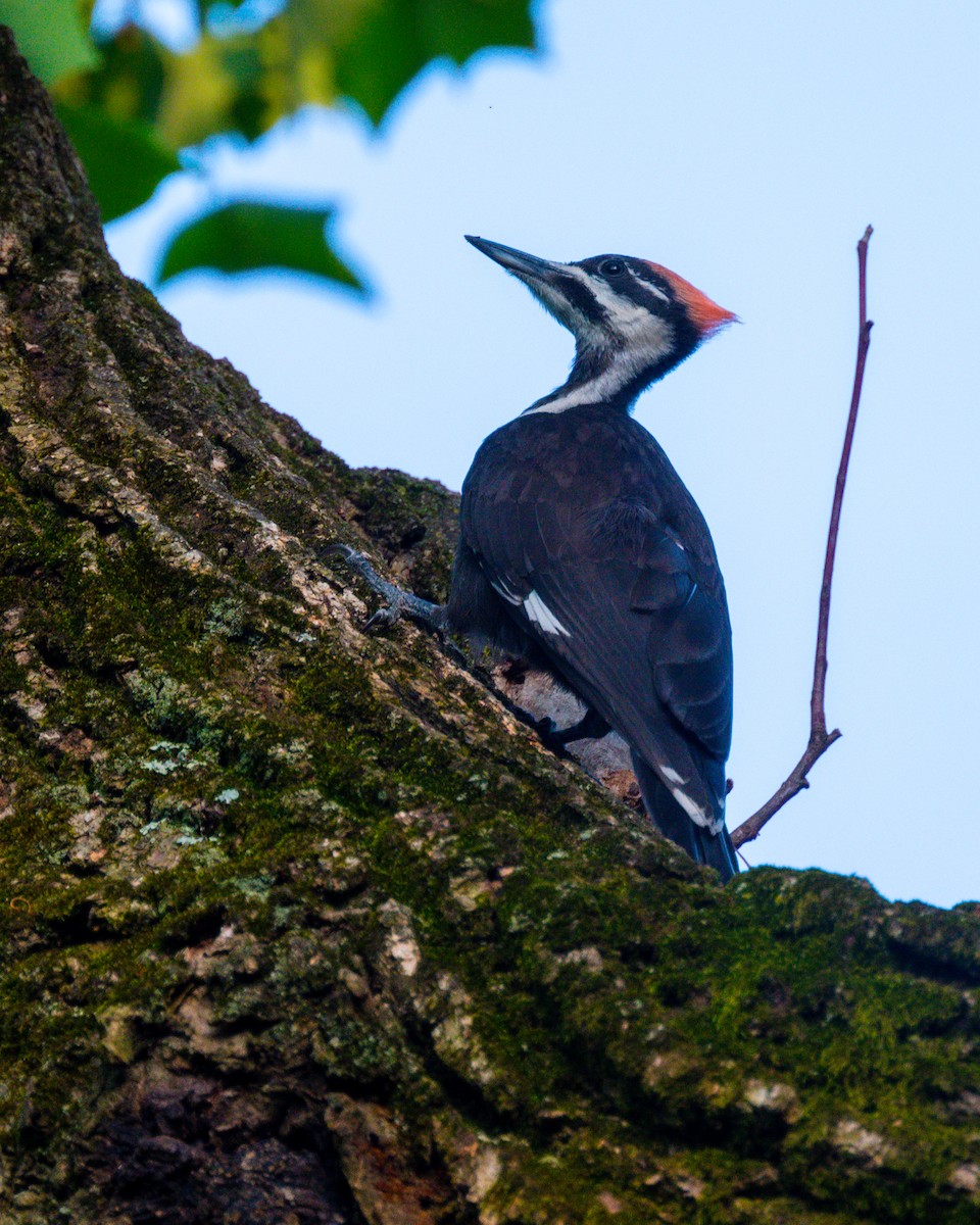 Pileated Woodpecker - Peter Rosario
