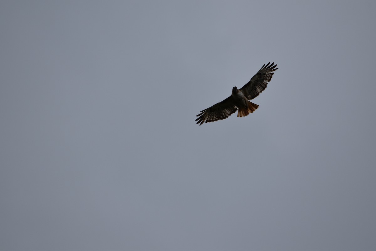 Red-tailed Hawk - ML584540681