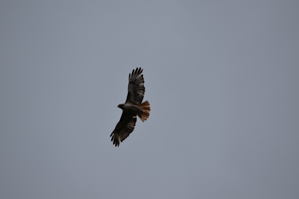 Red-tailed Hawk - ML584541151