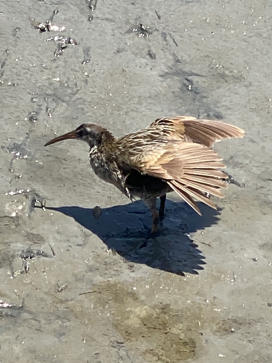 Clapper Rail - ML584541331