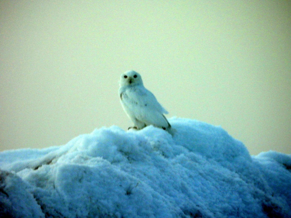 Snowy Owl - ML584541411