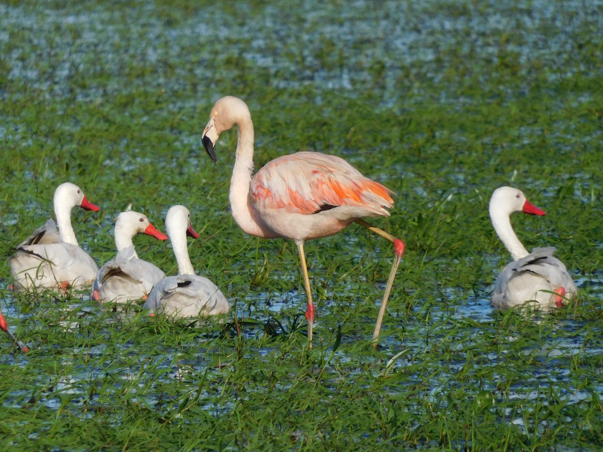 Şili Flamingosu - ML584541701