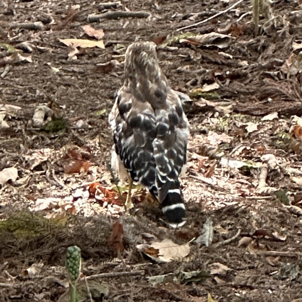 Red-shouldered Hawk - ML584541731