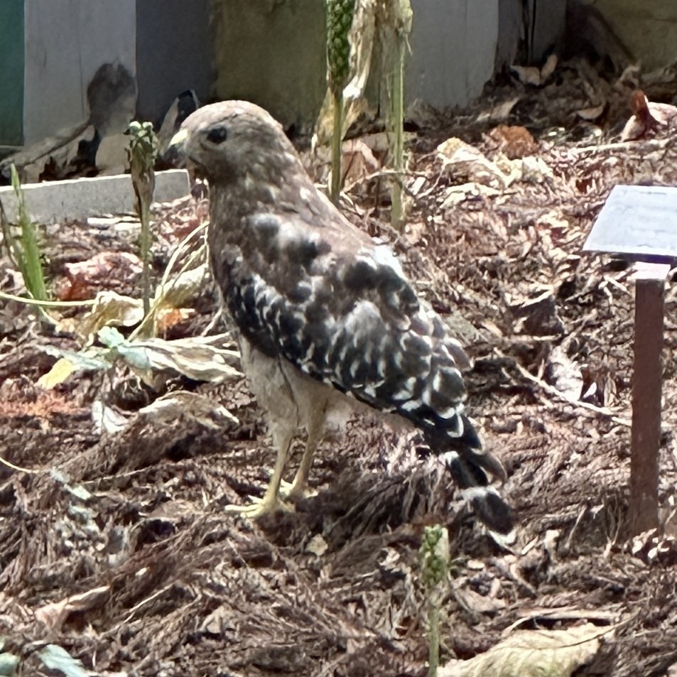 Red-shouldered Hawk - ML584541741