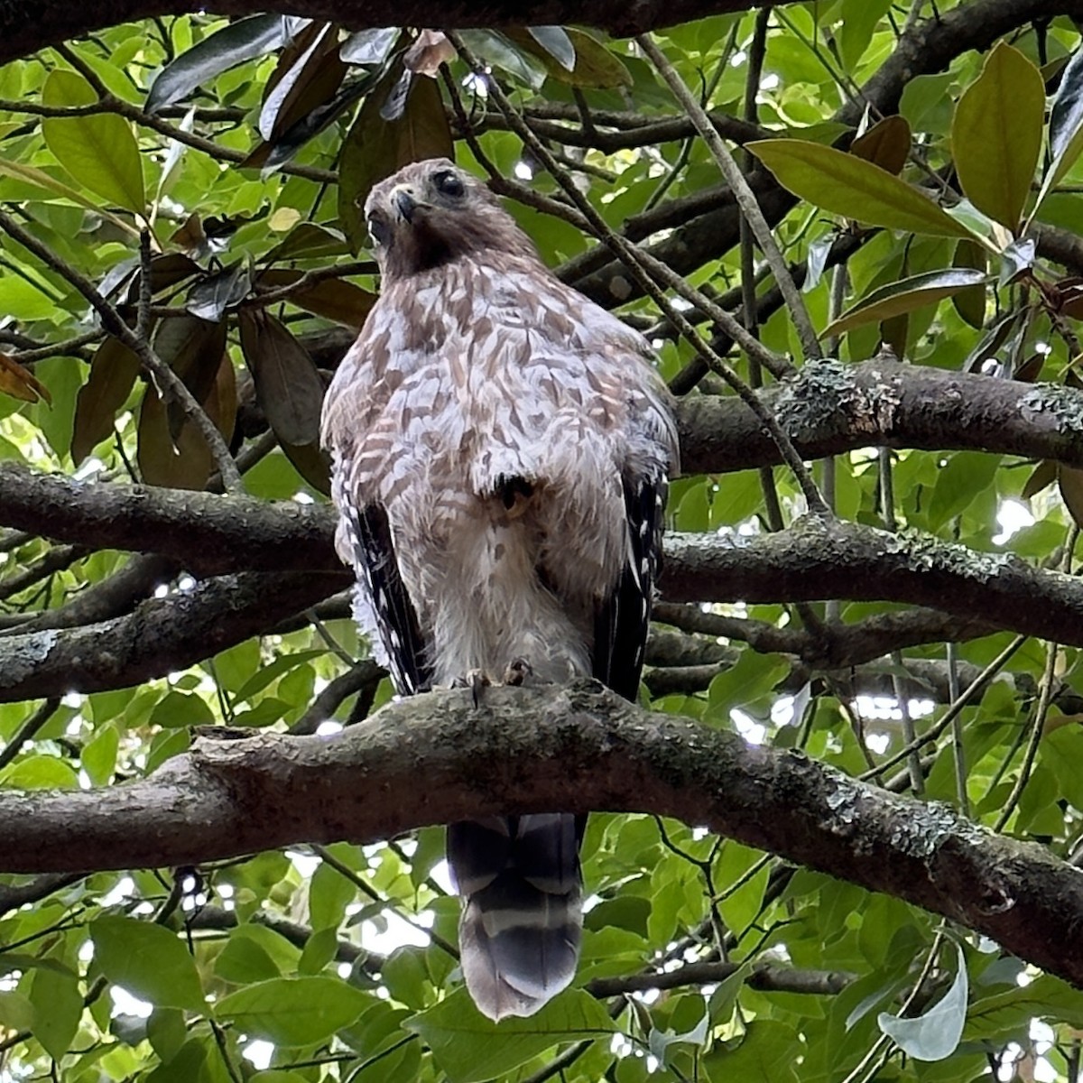 Red-shouldered Hawk - ML584541761