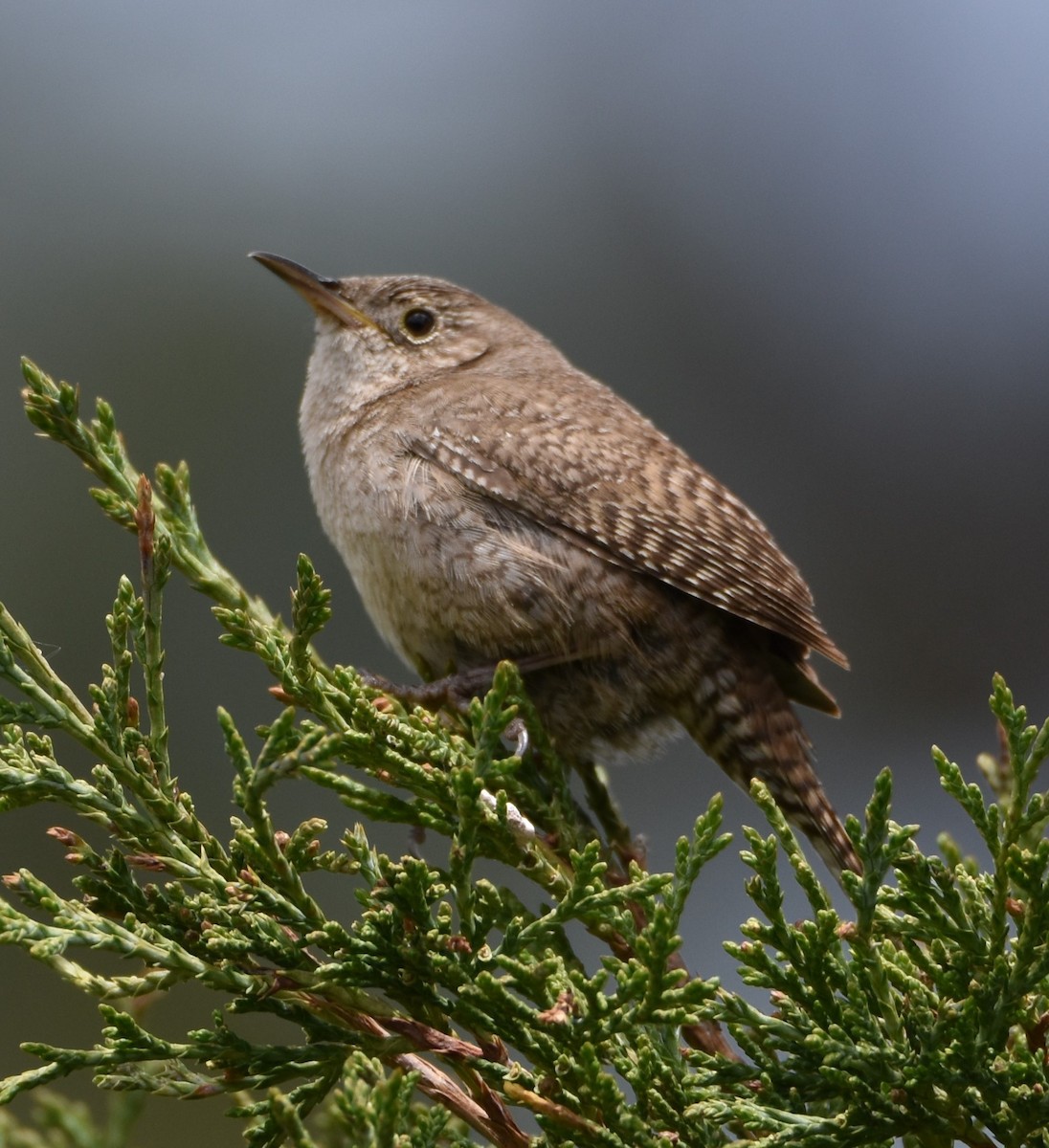 Northern House Wren - ML584542021