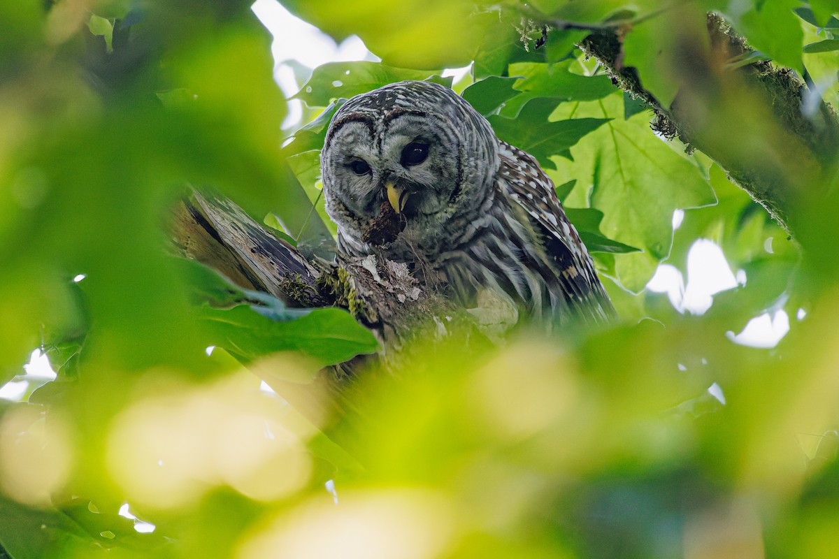 Barred Owl - ML584544461