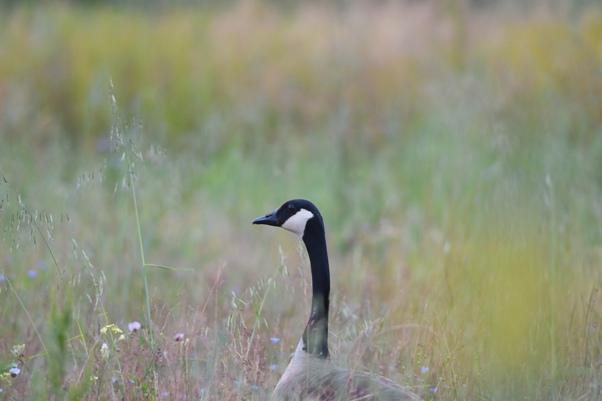 Canada Goose - ML584544511