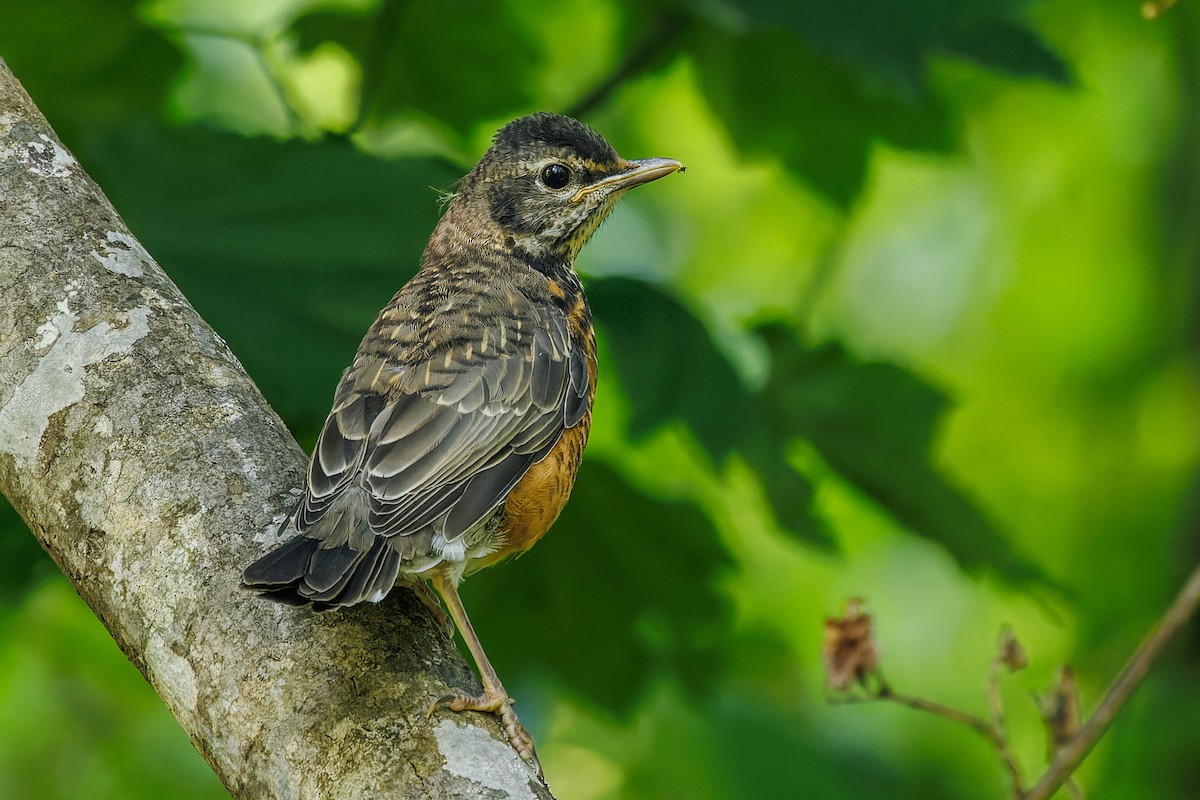 American Robin - ML584544561