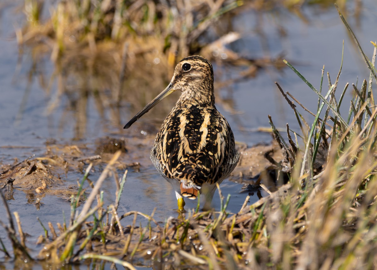 Puna Snipe - Pablo Martínez Morales