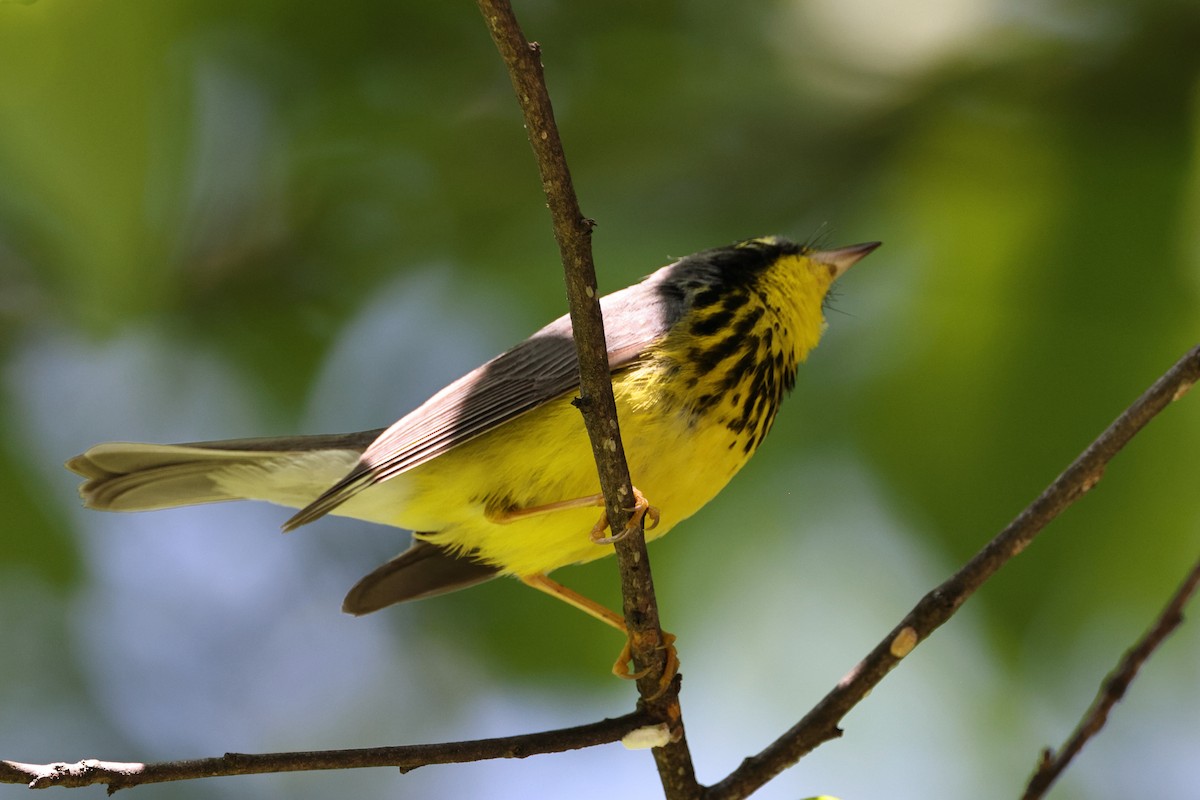 Canada Warbler - ML584544951