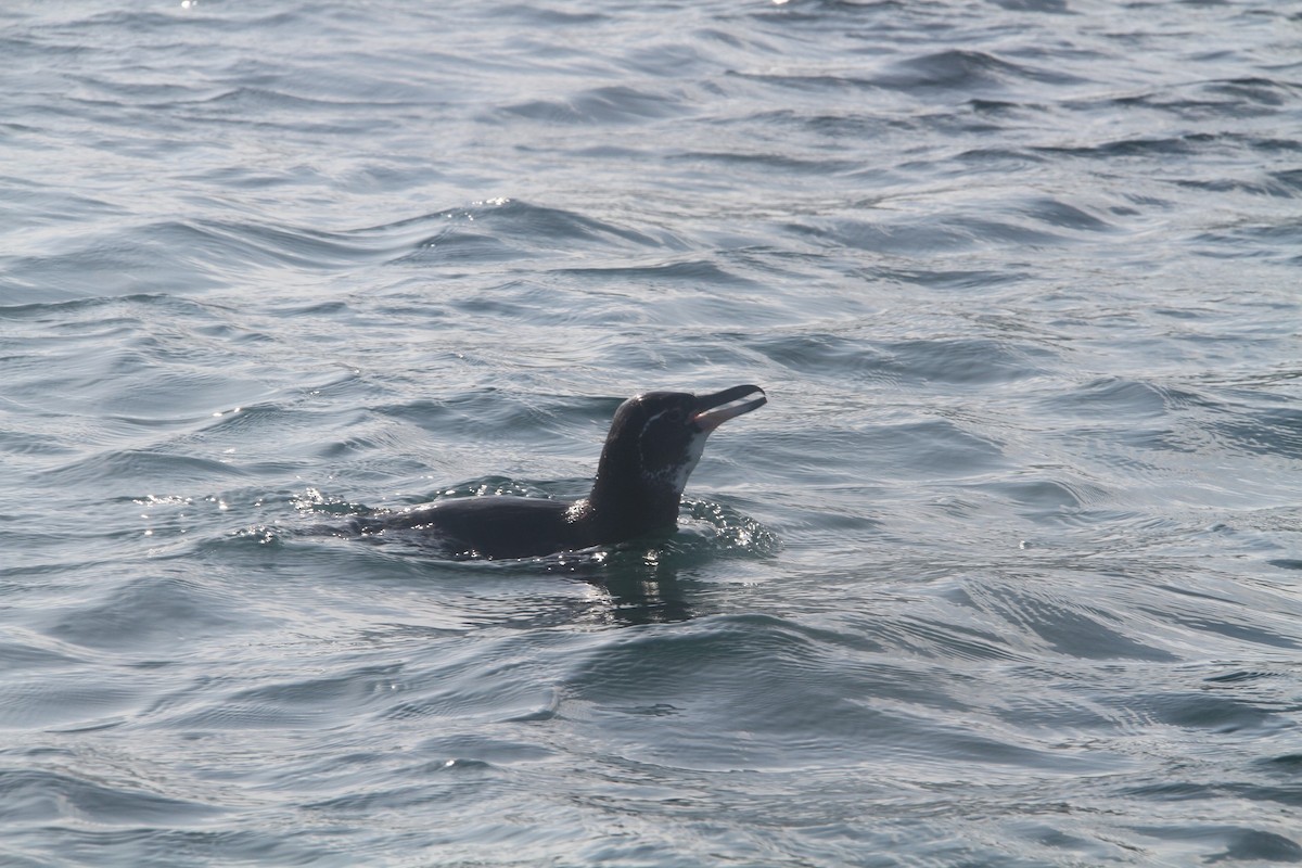 Galapagos Pengueni - ML58454551