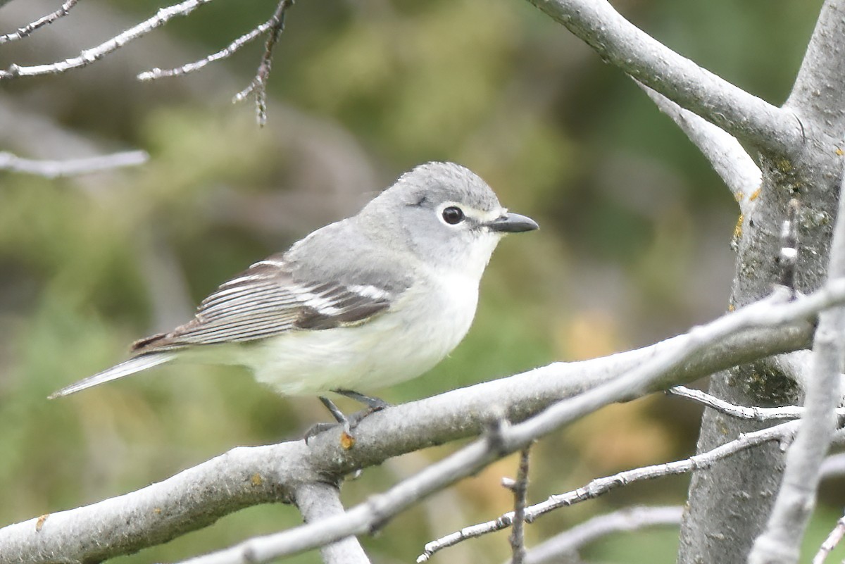 Plumbeous Vireo - David Roberts