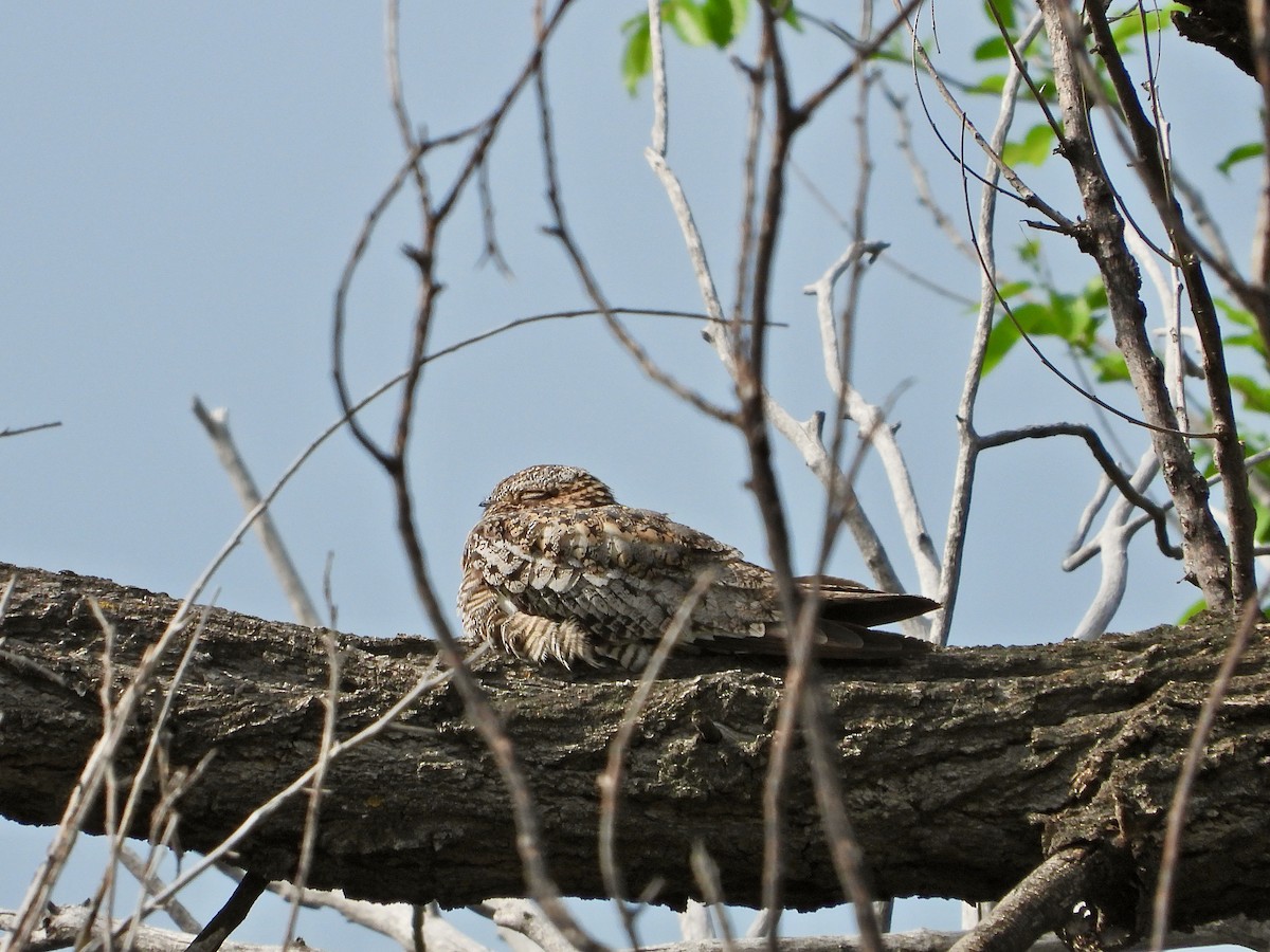 Common Nighthawk - ML584546111