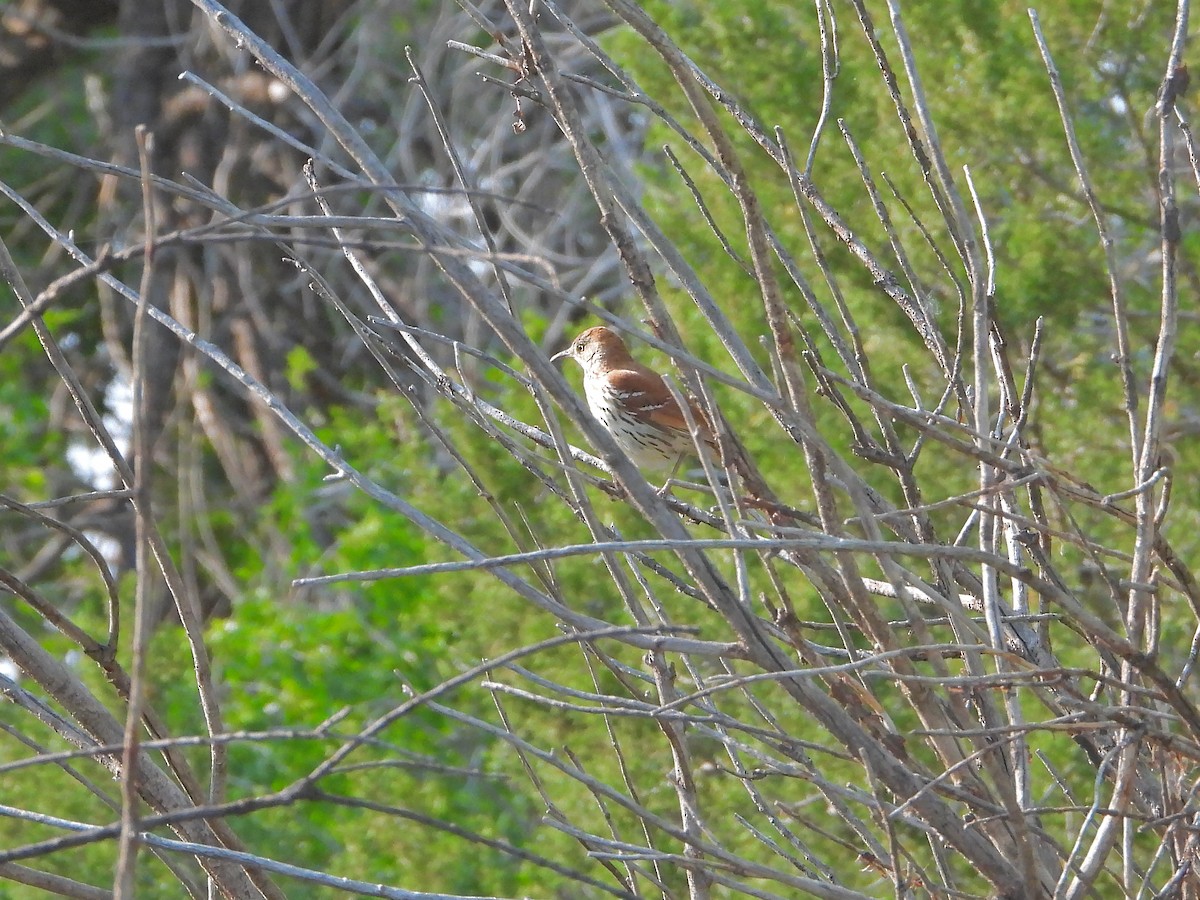 Brown Thrasher - ML584546251