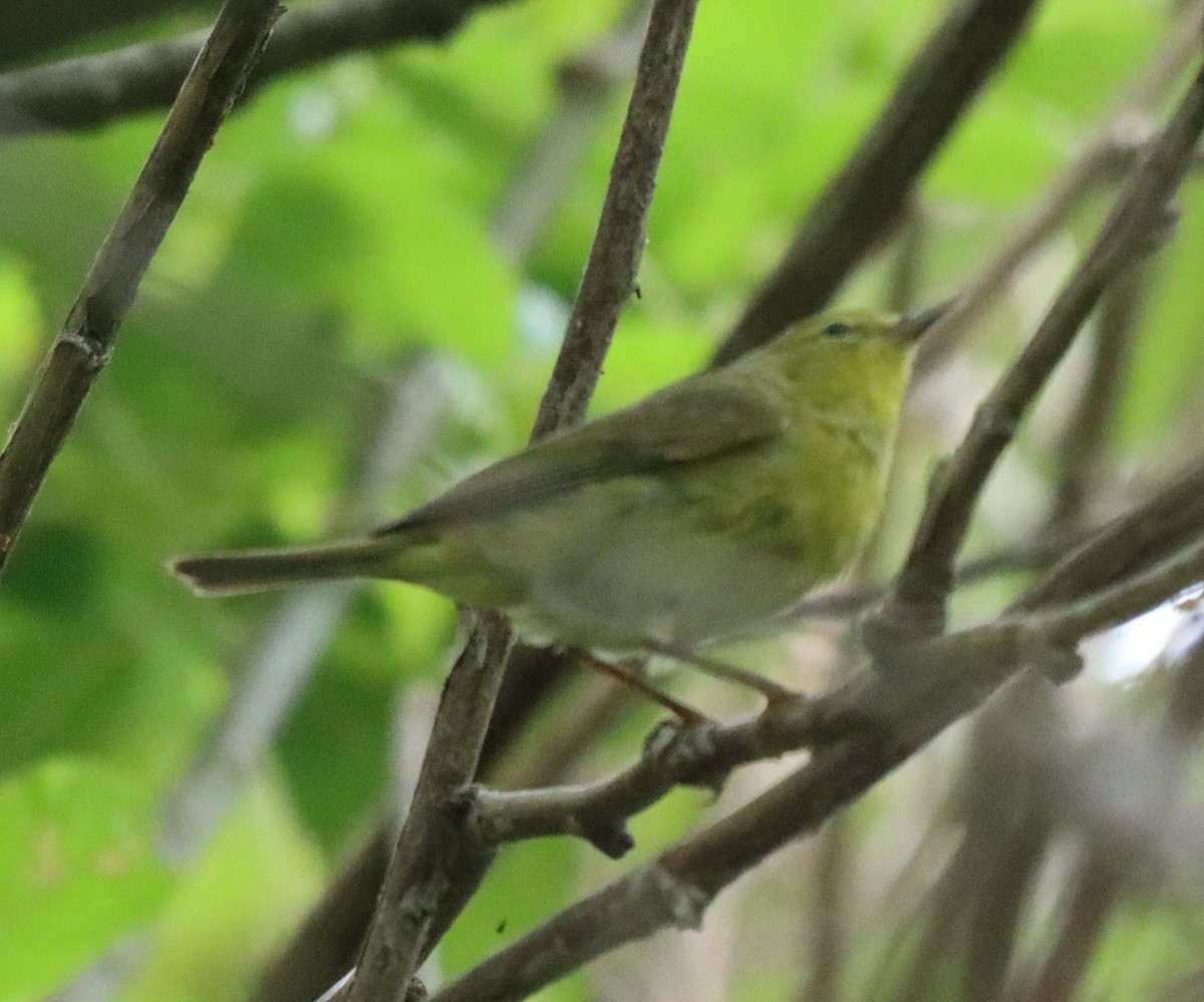 Orange-crowned Warbler - ML584546491