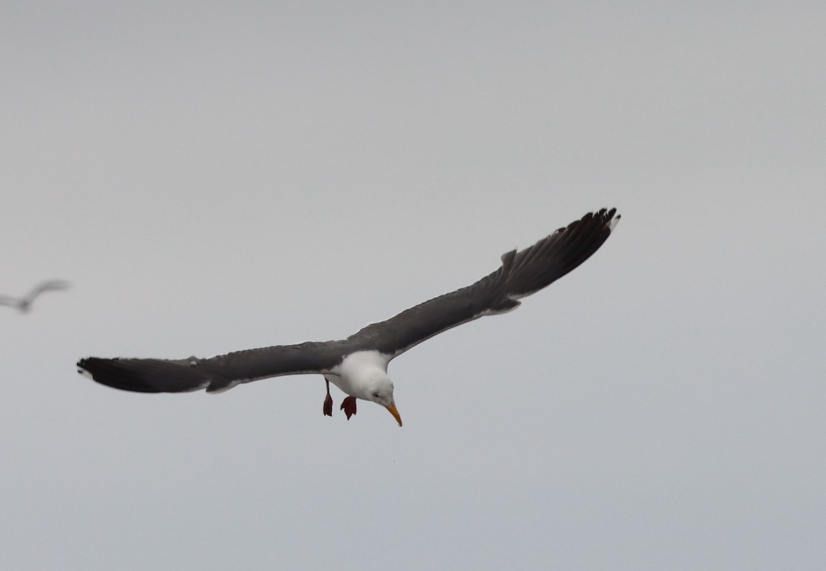 Western Gull - ML584548371