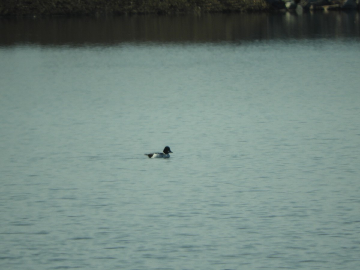 Common Goldeneye - ML584548441