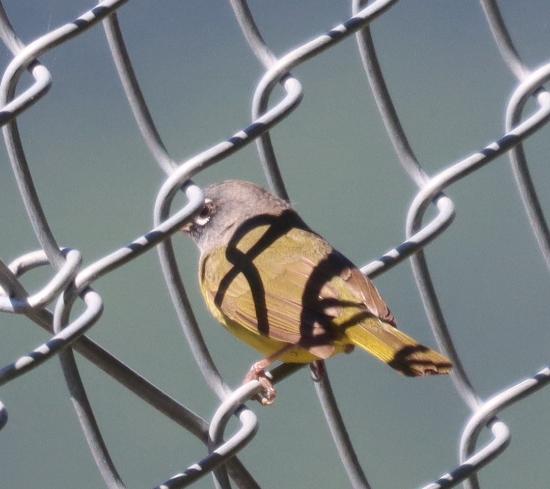 MacGillivray's Warbler - James Lukenda