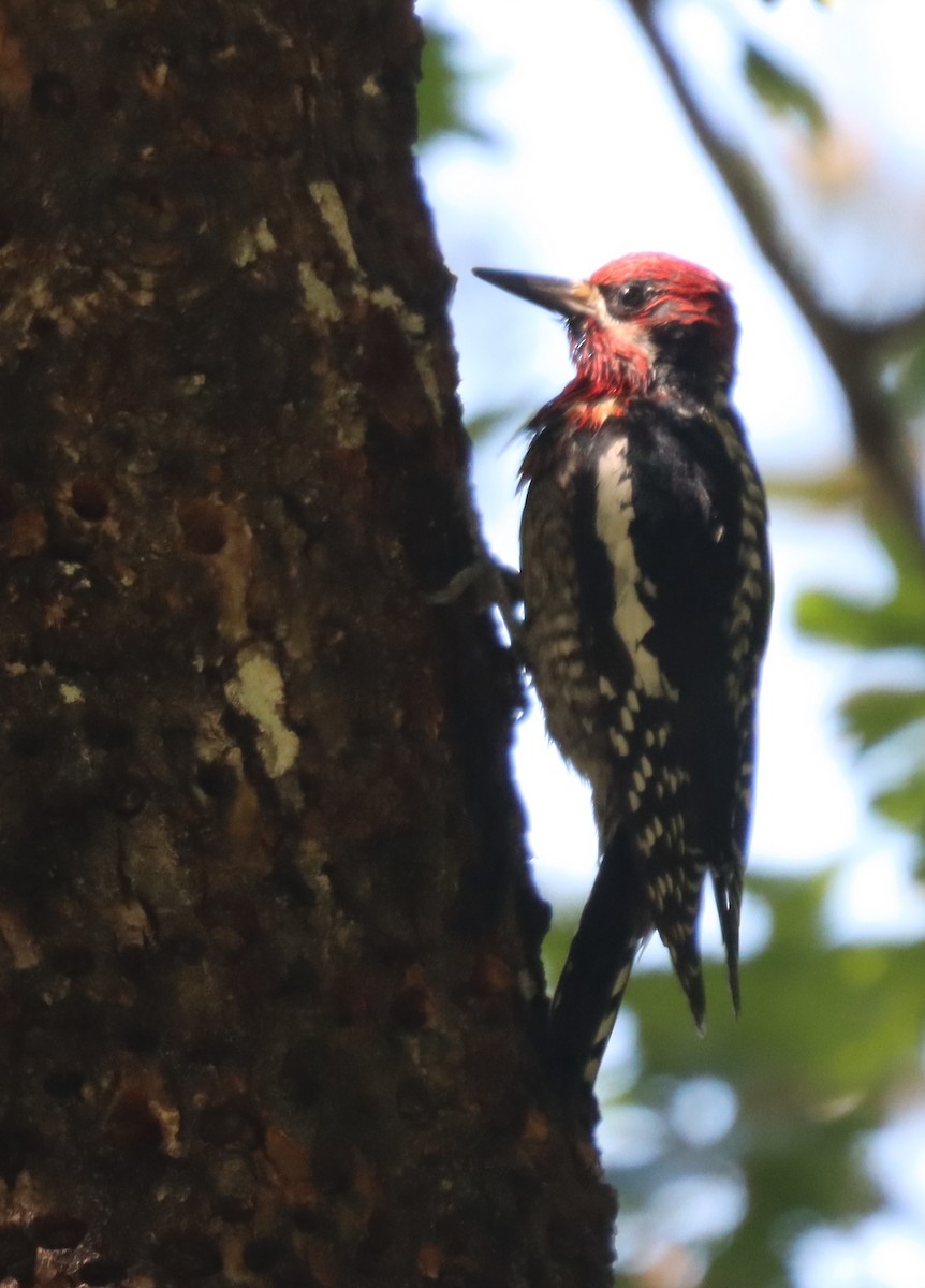 Red-breasted Sapsucker - James Lukenda