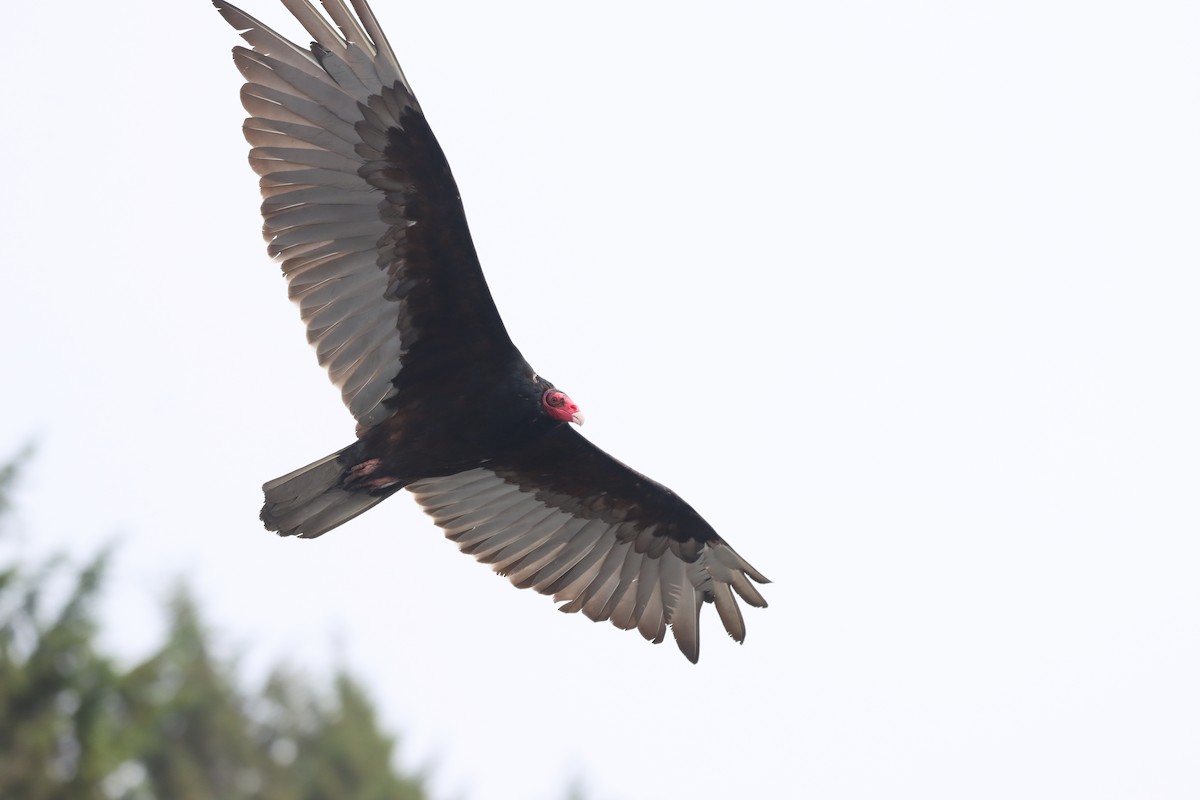 Turkey Vulture - ML584548731