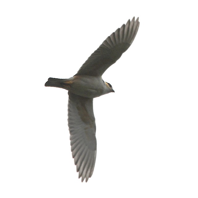 Pearl Kite - ML584550171