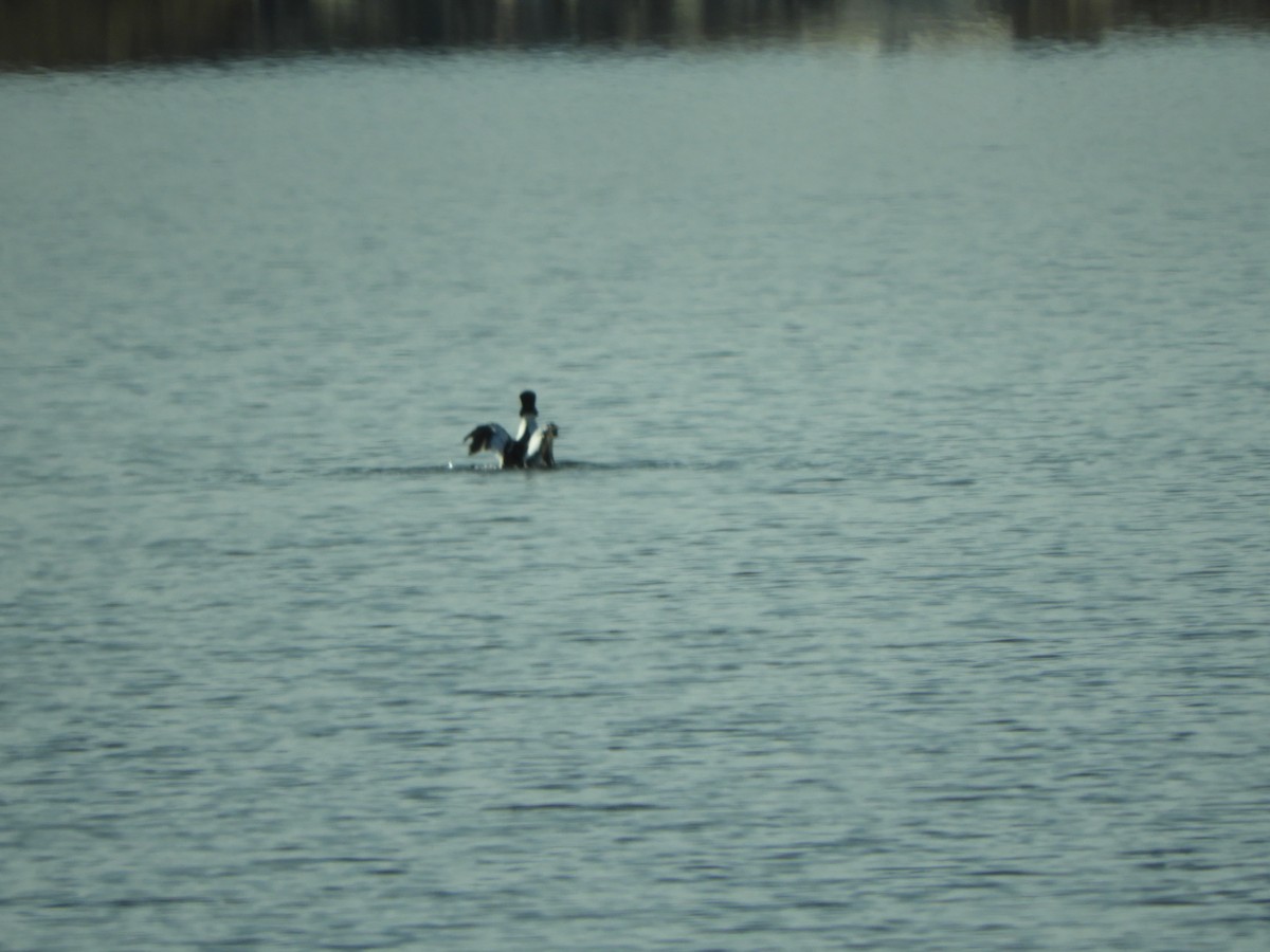 Common Goldeneye - ML584550481