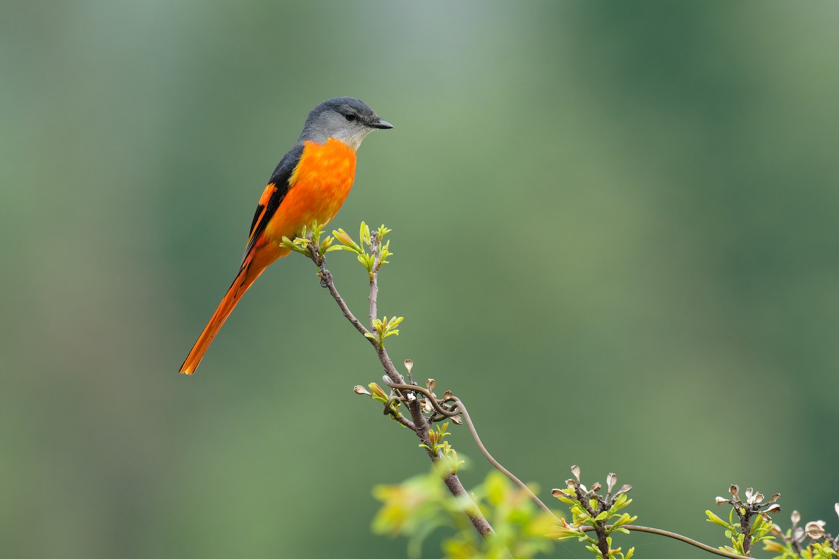 Gray-chinned Minivet - ML584550651