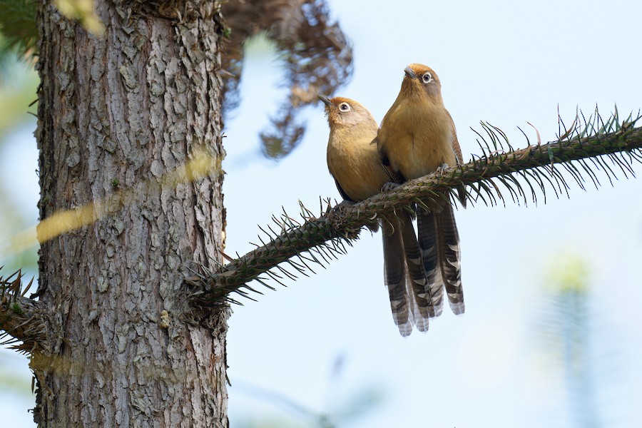 Spectacled Barwing (Eastern) - eBird