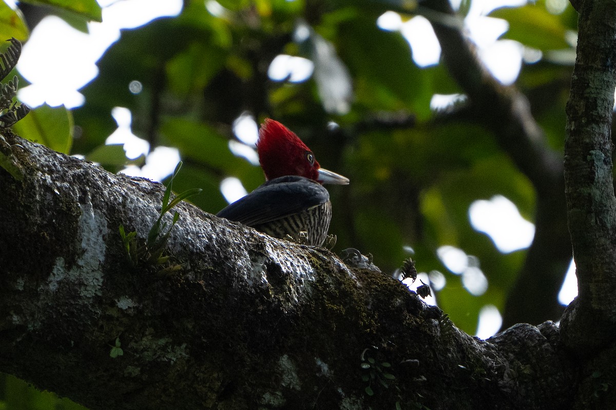 Pale-billed Woodpecker - ML584552721