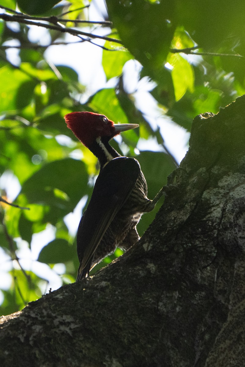 Pale-billed Woodpecker - ML584552731