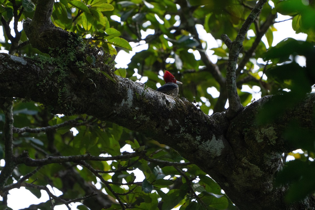 Pale-billed Woodpecker - ML584552741