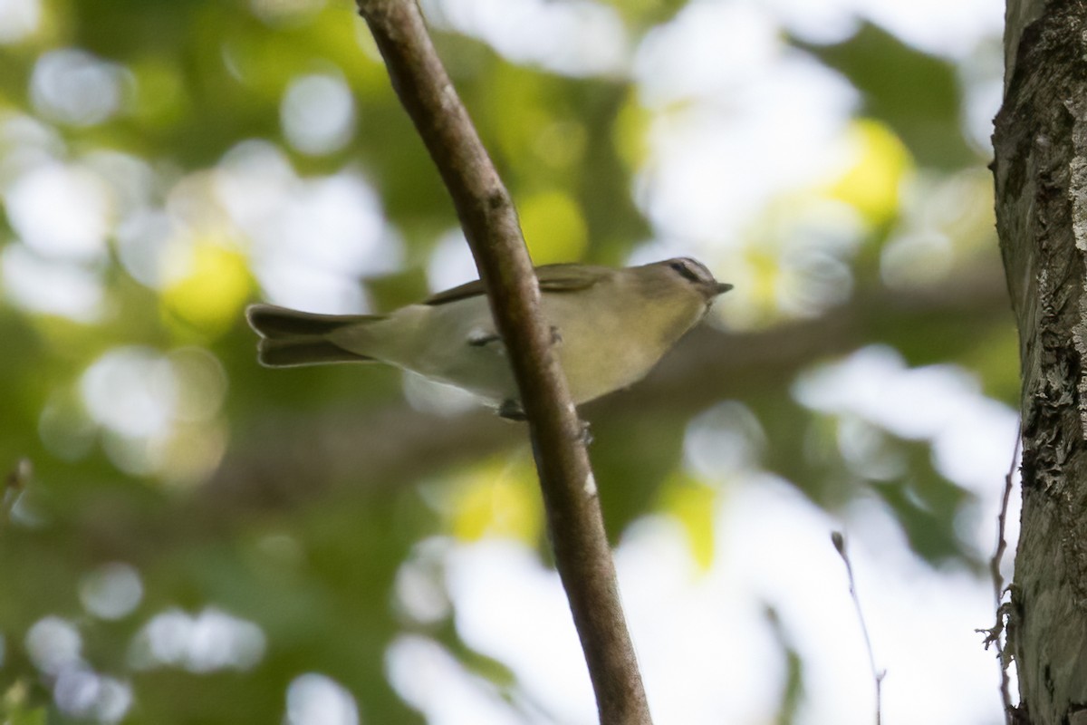 Red-eyed Vireo - ML584552951