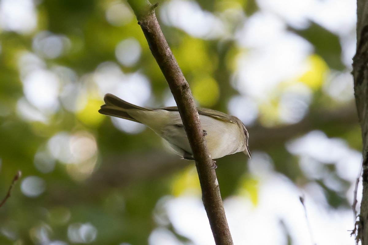 Red-eyed Vireo - ML584552961