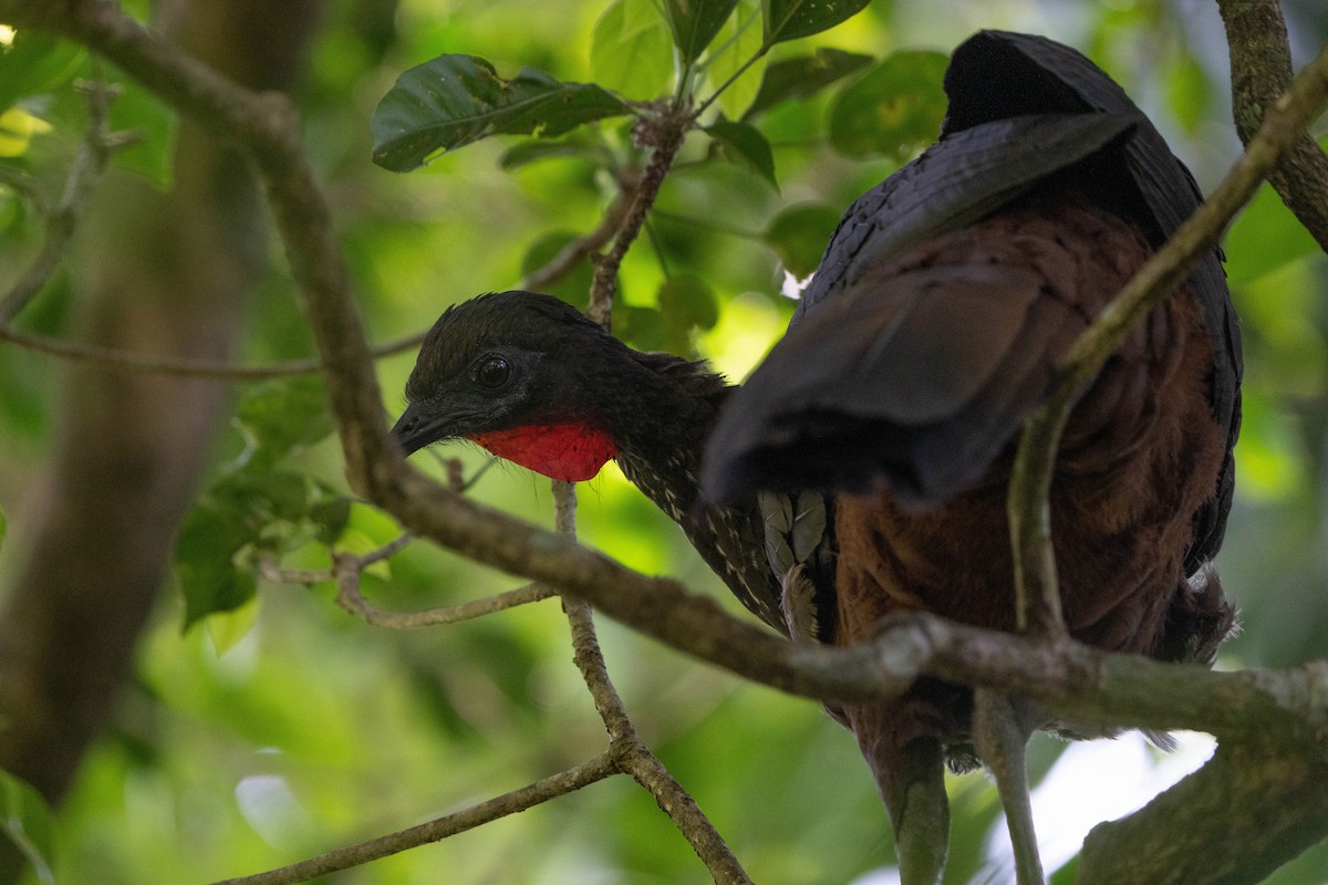 Crested Guan - Kyle Arpke