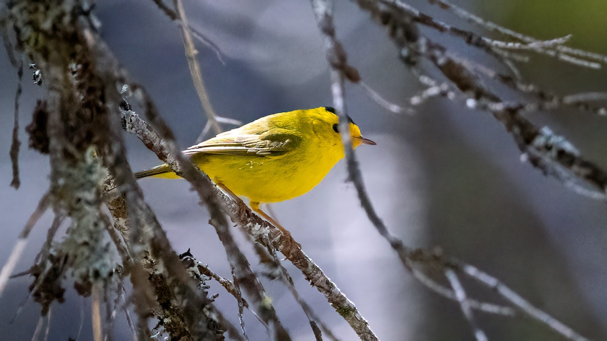 Wilson's Warbler - ML584555591
