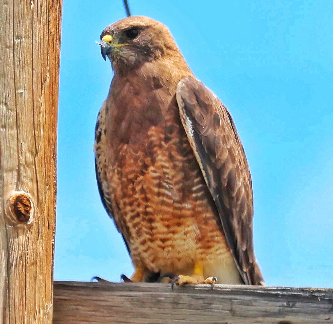 Swainson's Hawk - ML584555861