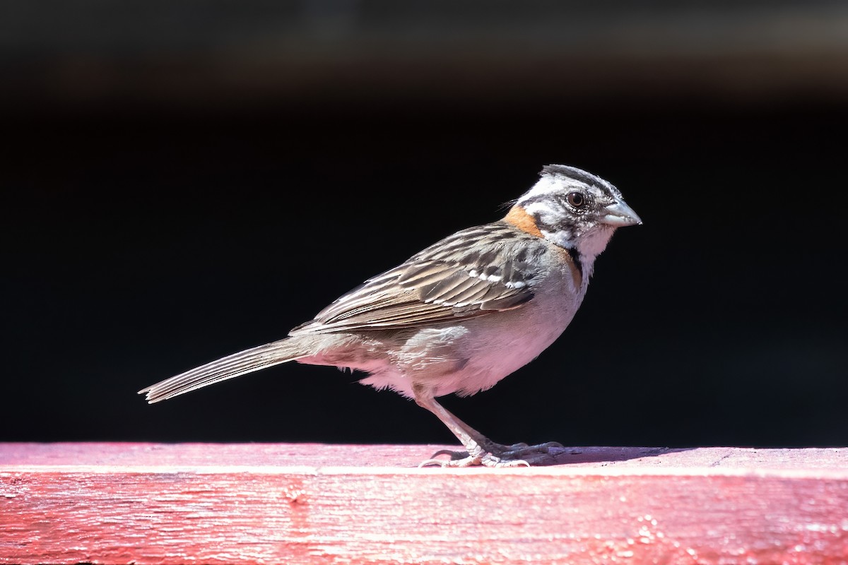 Rufous-collared Sparrow - ML584555941